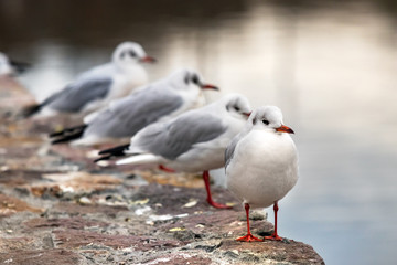 Four Red billed gulls in the Ozero Kultuchnoye lake in Petropavlovsk-Kamchatskiy, Russia.
