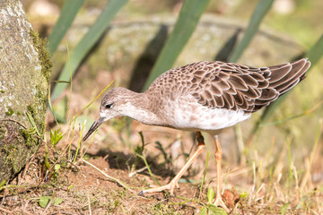 Avocet  (Säbelschnäbler, Recurvirostra avosetta) female