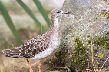 Avocet  (Säbelschnäbler, Recurvirostra avosetta) female