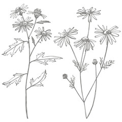 Chamomile or daisy flower. Botanical illustration. Good for cosmetics, medicine, treating, aromatherapy, nursing, package design, field bouquet. Hand drawn wild hay flowers
