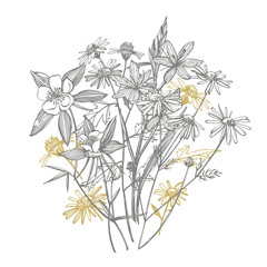 Tansy and Chamomile. Bouquet of hand drawn flowers and herbs. Botanical plant illustration. Vintage medicinal herbs sketch set of ink hand drawn medical herbs and plants sketch