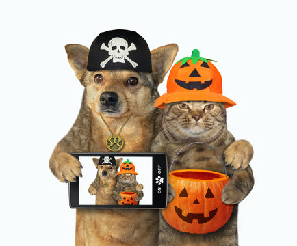 The dog with a smart phone and the cat with a pumpkin bag made selfie together for Halloween. White background. Isolated.