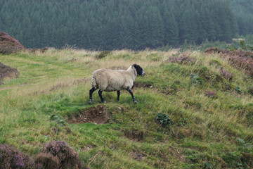Obraz na płótnie Canvas A Scottish blackface sheep walking in the hills of the Scottish Borders, Scotland, UK