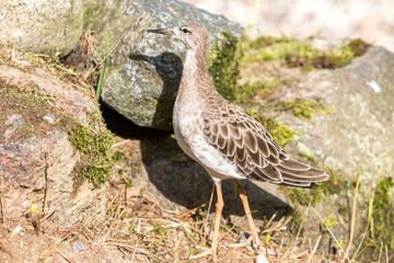 Avocet  (Säbelschnäbler, Recurvirostra avosetta) female