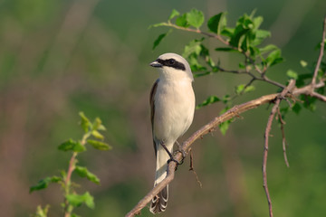 Red-backed shrike . Lanius collurio. Birdwatching. A bird on a branch.
