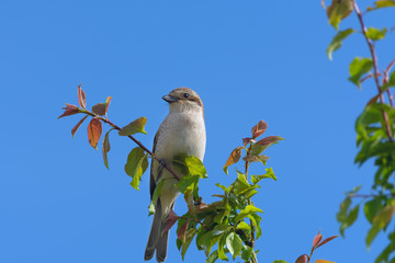 Red-backed shrike . Lanius collurio. Birdwatching. A bird on a branch.
