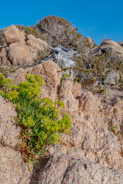 Succulent plant and weathered wood on the Bruzzi trail, Corsica, France