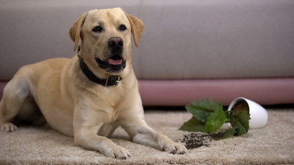 Pet misbehavior, funny labrador retriever dog lying near broken potted plant