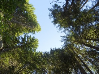 The woods and the nature of the Anzasca valley, at the foot of Monte Rosa, near the town of Macugnaga, Italy - August 2019.
