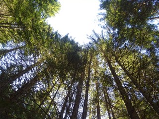The woods and the nature of the Anzasca valley, at the foot of Monte Rosa, near the town of Macugnaga, Italy - August 2019.