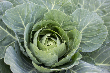 Obraz premium Cabbage grow in home vegetable garden.