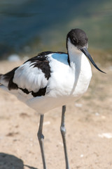 Avocet  (Säbelschnäbler, Recurvirostra avosetta)