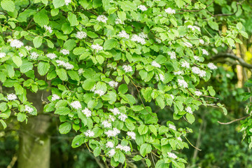 Blooming Red Dogwood, Cornus sanguinea, with white flowers against background of fresh green leaves