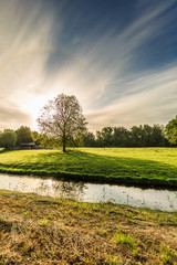 Sunrise on meadow with sunlight through crown of solitary plane tree, Platanus, with forest edge in background and a sky with clear blue and faded veil clouds