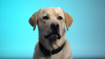 Fototapeta na wymiar Cute thoroughbred dog posing against blue background, labrador retriever pet