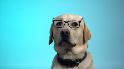 Funny dog professor in eyeglasses posing for camera, blue background, prank