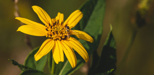 yellow flower bug