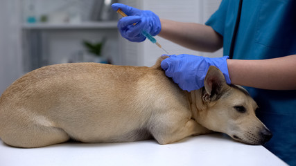 Pets vaccination, veterinarian injecting dog, annual pet procedure, healthcare