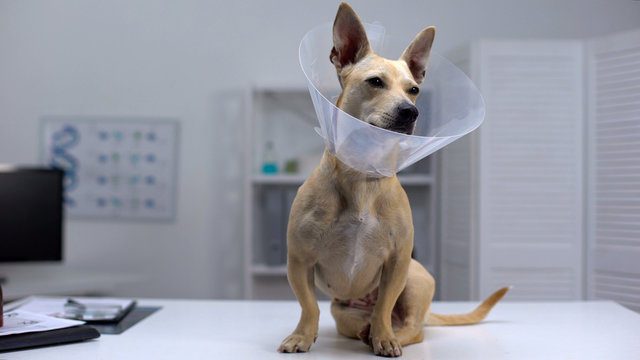 Funny Dog In Pet Cone Sitting On Table Vet Clinic, Rehab After Sterilization