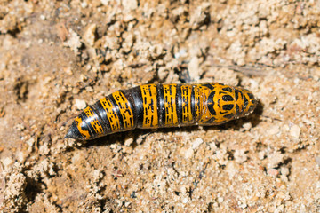 Close up of a beautiful black and yellow butterfly cocoon on the ground - Bahia, Brazil