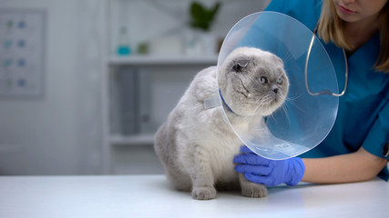 Vet checking cone collar on cat neck, pet anxious in uncomfortable funnel