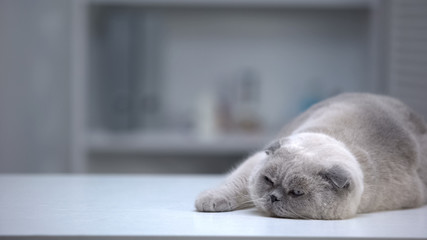 Sleepy scottish fold cat lying on table, well-groomed fur, advertising template