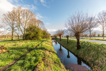 Dutch polder landscape in spring with pollard willows along a ditch with reflection, cycle path and canal in perspective against background of blue sky with rising clouds
