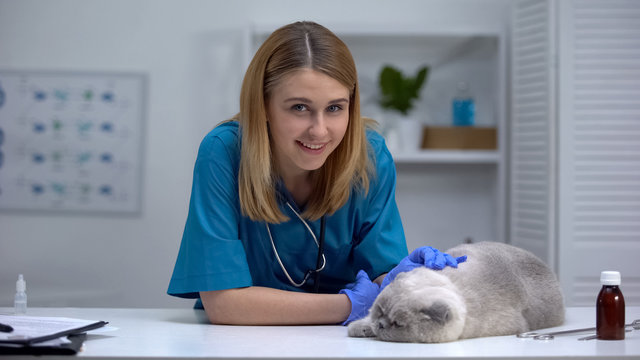Friendly vet stroking cat, smiling on camera, professional and caring pet doctor