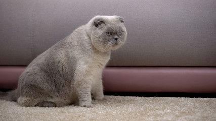Cute fat scottish fold cat sitting by coach, flea repellent protection at home