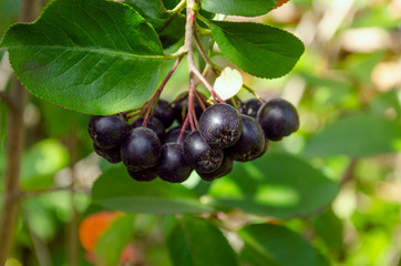 Berries ripen on the branch of the bush with leaves Aronia melanocarpa