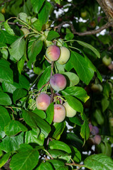 Green unripe plums on the tree, healthy raw nature fruit background