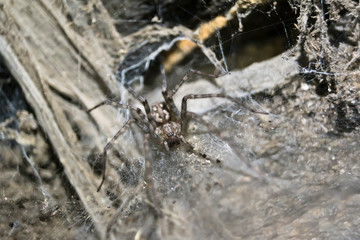 Araña rodeada por su tela