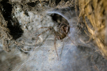 Araña rodeada por su tela