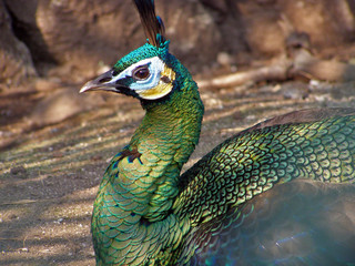 Obraz premium Retrato de un pavo real en cautividad