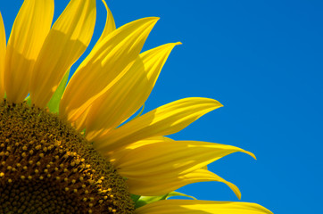 Sunflower field landscape in sunny day