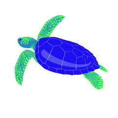 illustration of turtle