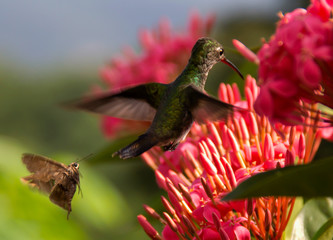  A green hummingbird prepares to suck the nectar from the flowers, is closely followed by a moth