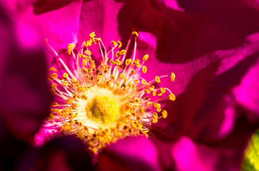 Obraz premium rosehip flower blossom nectar macro