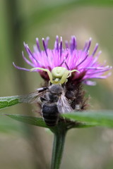Krabbenspinne