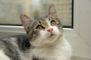 cute young white with gray and brown kitten portrait