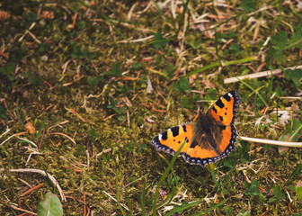 Obraz premium butterfly