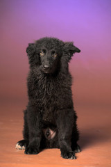 Fototapeta premium black furry puppy on a lilac-brown background in studio