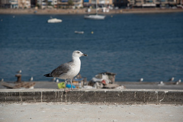 seagull stop sunbathing in the port of Aguilas