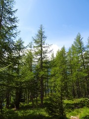 The woods and the nature of the Anzasca valley, at the foot of Monte Rosa, near the town of Macugnaga, Italy - August 2019.