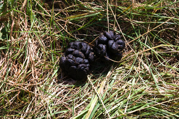 Sheep poo in a field