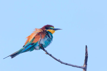 European bee-eater on a branch.