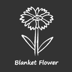 Blanket flower chalk icon. Gaillardia aristata garden plant with name inscription. Arizona apricot inflorescence. Blooming wildflower. Summer, spring blossom. Isolated vector chalkboard illustration