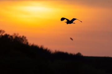 Fling bird against sunset. Orange and black sunset. Golden hour.