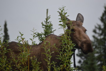 Moose in Alaska