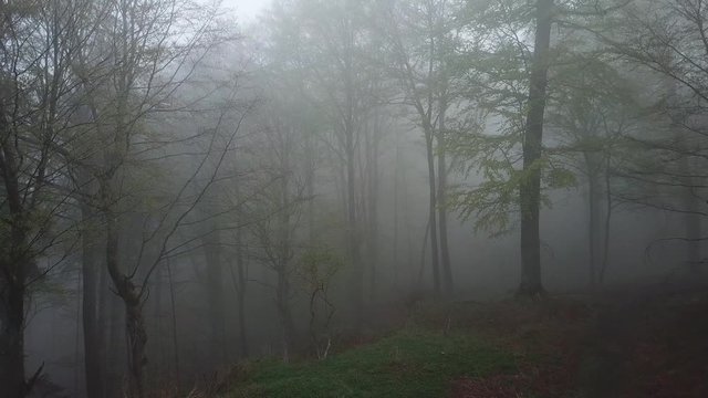 mystischer wald im nebel